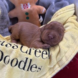 Chuck Norris-yellow collar - Red  male Goldendoodle puppy in Chino Valley, Arizona from Bass Creek Doodles