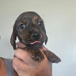 Wire guy - Brindle male Dachshund puppy in El Paso, Texas from Mells Weenies
