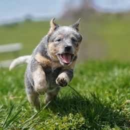 Australian Cattle Dog and Collie Puppies from Blackberry Hills