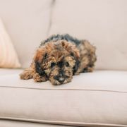Boy 1- Yellow - Whoodle puppy in Delta, Utah from Dunes and Doodles
