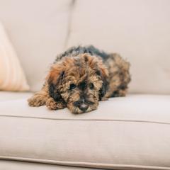 Boy 1- Yellow - Whoodle puppy in Delta, Utah from Dunes and Doodles