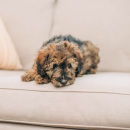 Boy 1- Yellow - Whoodle puppy in Delta, Utah from Dunes and Doodles