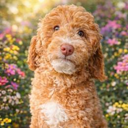 Lacey - Cream female Goldendoodle puppy in Marion County, Ohio from Hatten Homestead Kennels