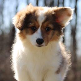Eve - Sable female Pembroke Welsh Corgi puppy in South Otselic, New York from Ridge Top Corgis