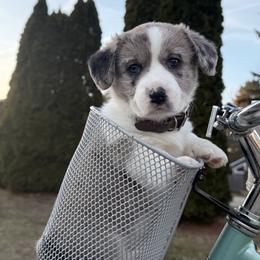 Cardigan Welsh Corgi Puppies from Squires Corgi Cottage