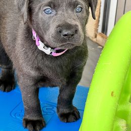 Labrador Retriever Puppies from Lacey’s Labradors