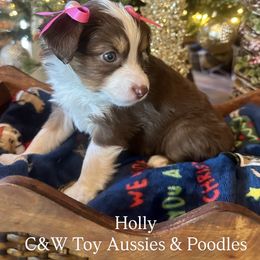 Holly - Red tri female Toy Australian Shepherd puppy in Kenedy, Texas from C&W Toy Aussies & Poodles