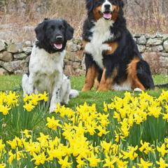 Stabyhoun All Grown Up from Faehouns