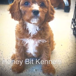 Sunny - Red male Cavapoo puppy in Maple Grove, Minnesota from Honey Bit Kennels