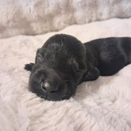 Onyx - Black male Dachshund puppy in Statesville, North Carolina from Dannie's Doxies