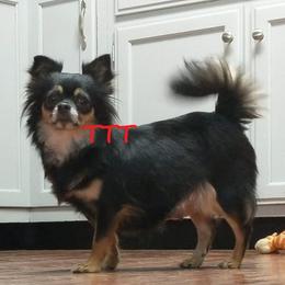 Leeta - Chihuahua