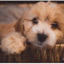 Cockapoo Puppies from Golden Paws