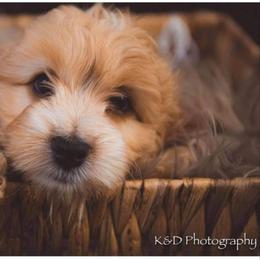 Cockapoo Puppies from Golden Paws