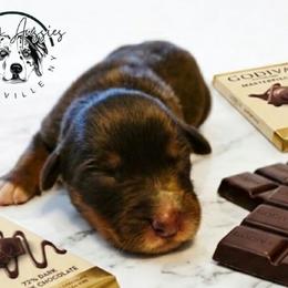 Godiva - Red tri-color female Australian Shepherd puppy in Fultonville, New York from Sandy Aussies & Pomeranians