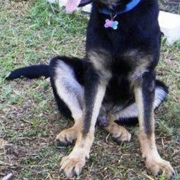 German Shepherds from Stone Creek Shepherds