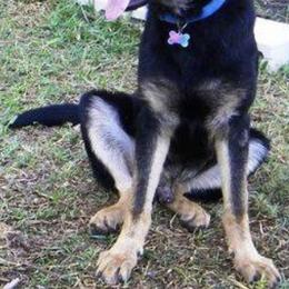 German Shepherds from Stone Creek Shepherds