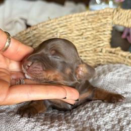 Jack - Chocolate and tan male Dachshund puppy in Excel, Alabama from CJ’s Little Palace