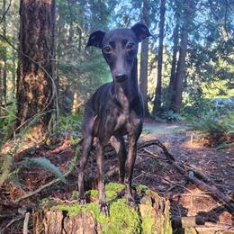 👑 Priya 👑 - Italian Greyhound