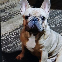 Punk - French Bulldog