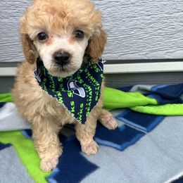 Goldendoodle and Poodle Puppies from South Sound Doodles