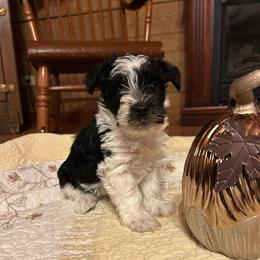 Pumpkin - Parti female Miniature Schnauzer puppy in Oneida, Tennessee from Saving Grace