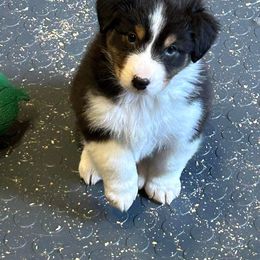 Australian Shepherd and Golden Retriever Puppies from Barking Creek Ranch
