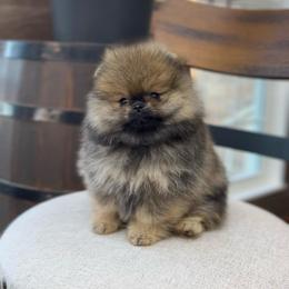 Boy 2 - Orange sable male Pomeranian puppy in Hot Springs, Arkansas from Pomeranian Empire