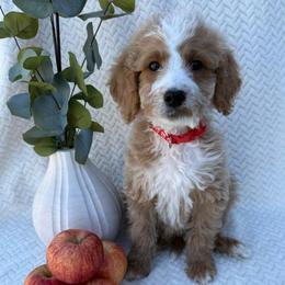 Harry - Apricot male Goldendoodle puppy in Conroe, Texas from Tails of Cypress