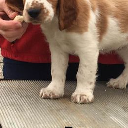 Welsh Springer Spaniels from Chessy Creek Welsh Springer Spaniels
