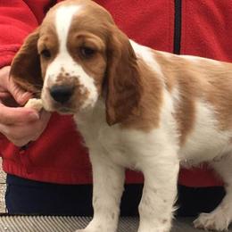 Welsh Springer Spaniels from Chessy Creek Welsh Springer Spaniels