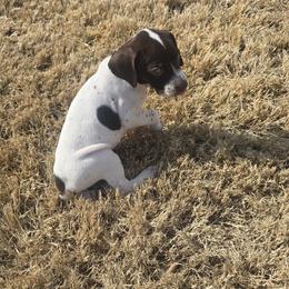 Luka - White and liver male German Shorthaired Pointer puppy in Piedmont, South Carolina from Barnes GSPs