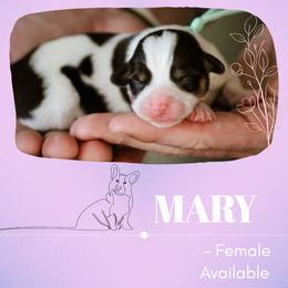 Mary - Black and tan female Pembroke Welsh Corgi puppy in South Otselic, New York from Ridge Top Corgis