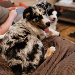 Australian Shepherd Puppies from Diamond Aussies N the Rough
