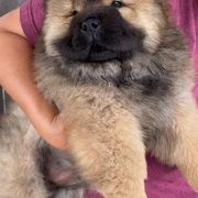 Chow Chow from Samantha Rath