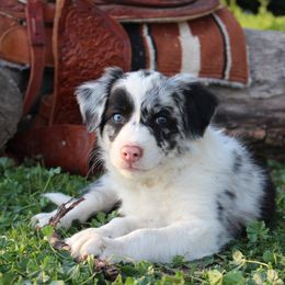 Tennessee - Blue merle female Border Collie puppy in Kalispell, Montana from Last Call Border Collies