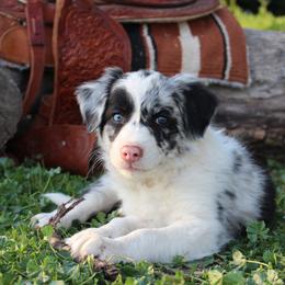 Tennessee - Blue merle female Border Collie puppy in Kalispell, Montana from Last Call Border Collies