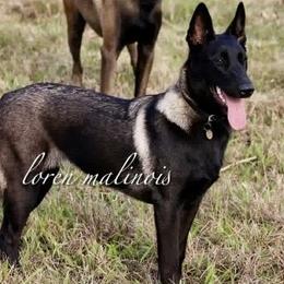 Dagga - Belgian Malinois
