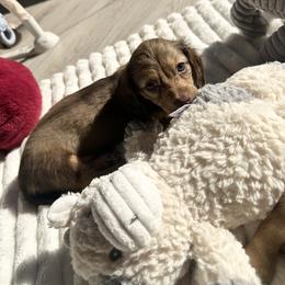Iris - Chocolate and tan female Dachshund puppy in San Diego, California from Enchantables