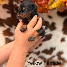 1 black - Black and rust female Doberman Pinscher puppy in Fraziers Bottom, West Virginia from Loyal Hearts Farm / RK's Dobermans