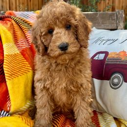 Cookie - Red  Goldendoodle puppy in Rocklin, California from FurEver Yours Goldendoodles