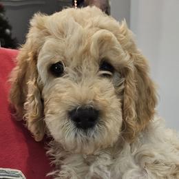 Cockapoos and Goldendoodles from Meghan McKay