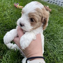 Cavapoo Puppies from Ellas.Pups