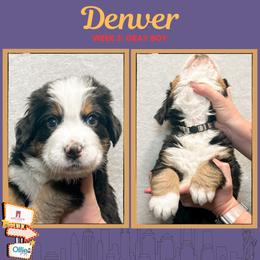 Denver (Gray) - Black rust and white male Bernese Mountain Dog puppy in Boiling Springs, South Carolina from OlliePups, LLC