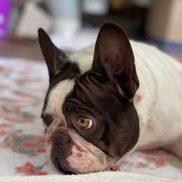 Gigi - French Bulldog