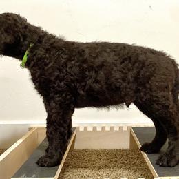 Curly-Coated Retriever Puppies from Betacoil Curly Coated Retrievers