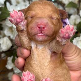 Zoe - Apricot female Goldendoodle puppy in Yuciapa, California from AlltheDoodlez_