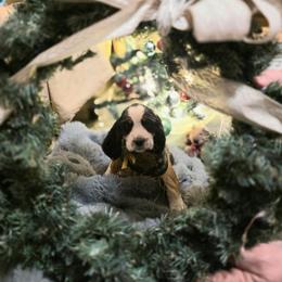 Noel - Black white and tan female English Springer Spaniel puppy in Cookeville, Tennessee from Krossroads Kennel