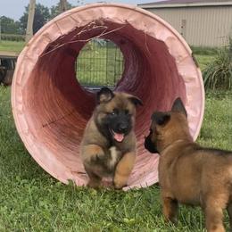 Belgian Malinois and German Shepherd Puppies from Madhouse’s Belgian Malinois and German Shepherds