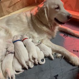 Girl 2 - Golden Retriever puppy in Michigan from Sugar Maple Golden Retrievers