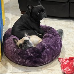 Bulldogs and French Bulldogs from KnockDown Bulldogs